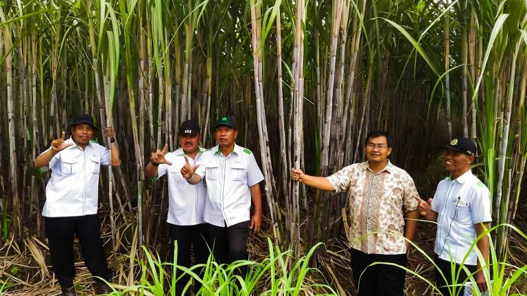 Pekebunan Pilar Penting Bangun Struktur Ekonomi dan Perdagangan Indonesia