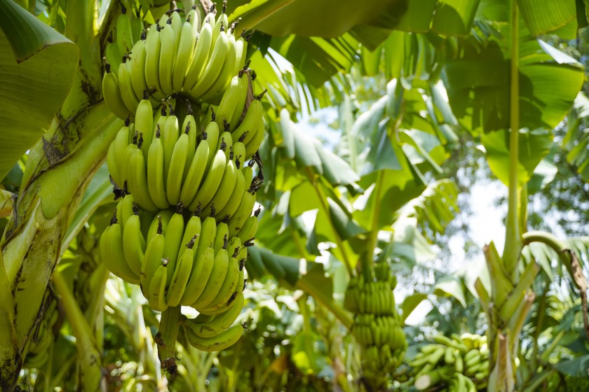 Reforma Agraria Ubah Pola Pikir Warga Desa Baumata di Kabupaten Kupang, Hasilkan Peningkatan Penghasilan Petani