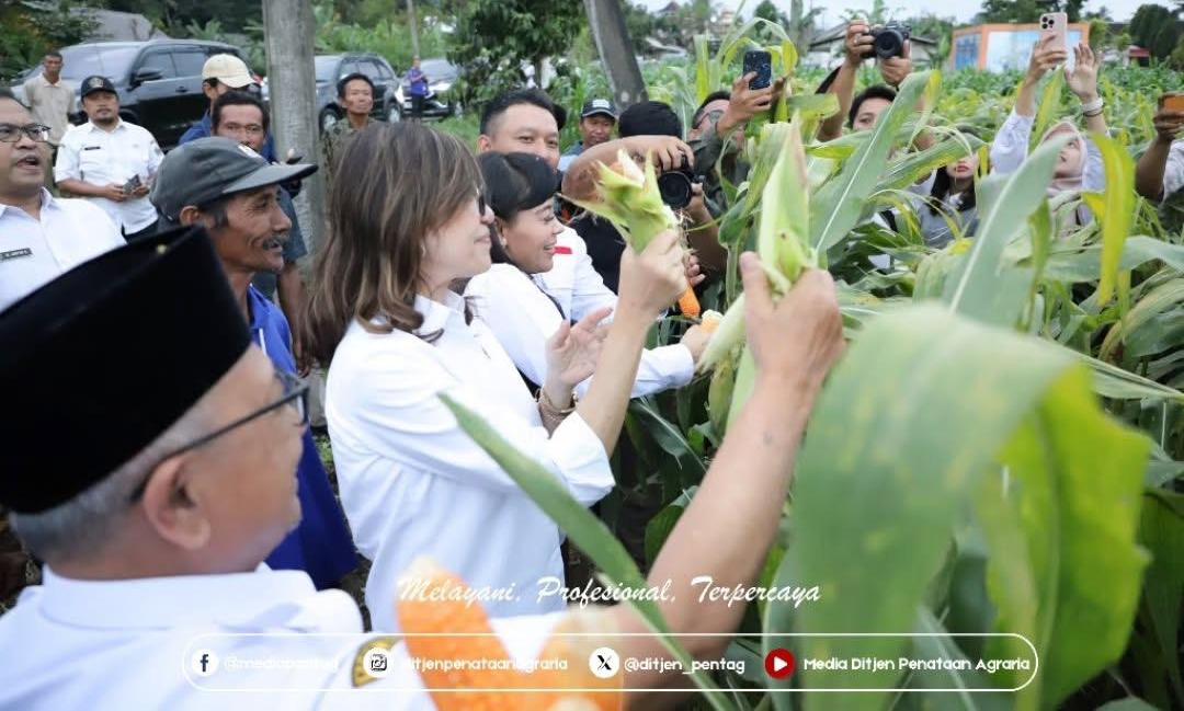 Dukung Ketahanan Pangan, Dirjen Penataan Agraria Panen Raya Jagung Di Desa Soso